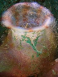 THE VASA it a soft coral that grows on a big green garbed... by Baruch Yoffe 